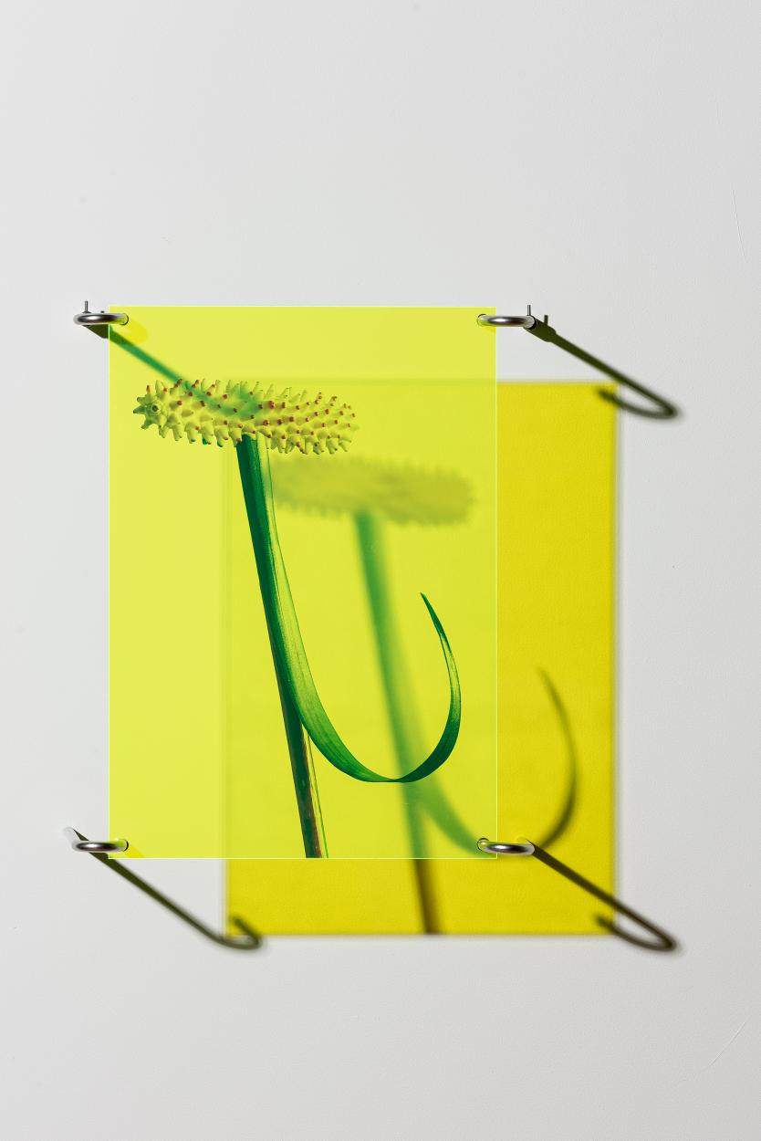 Dorottya Vekony, Extended Blooming no.3, Vinyl print on acryl, Edition of 3 plus 2 AP, DVE012, 2024-2025