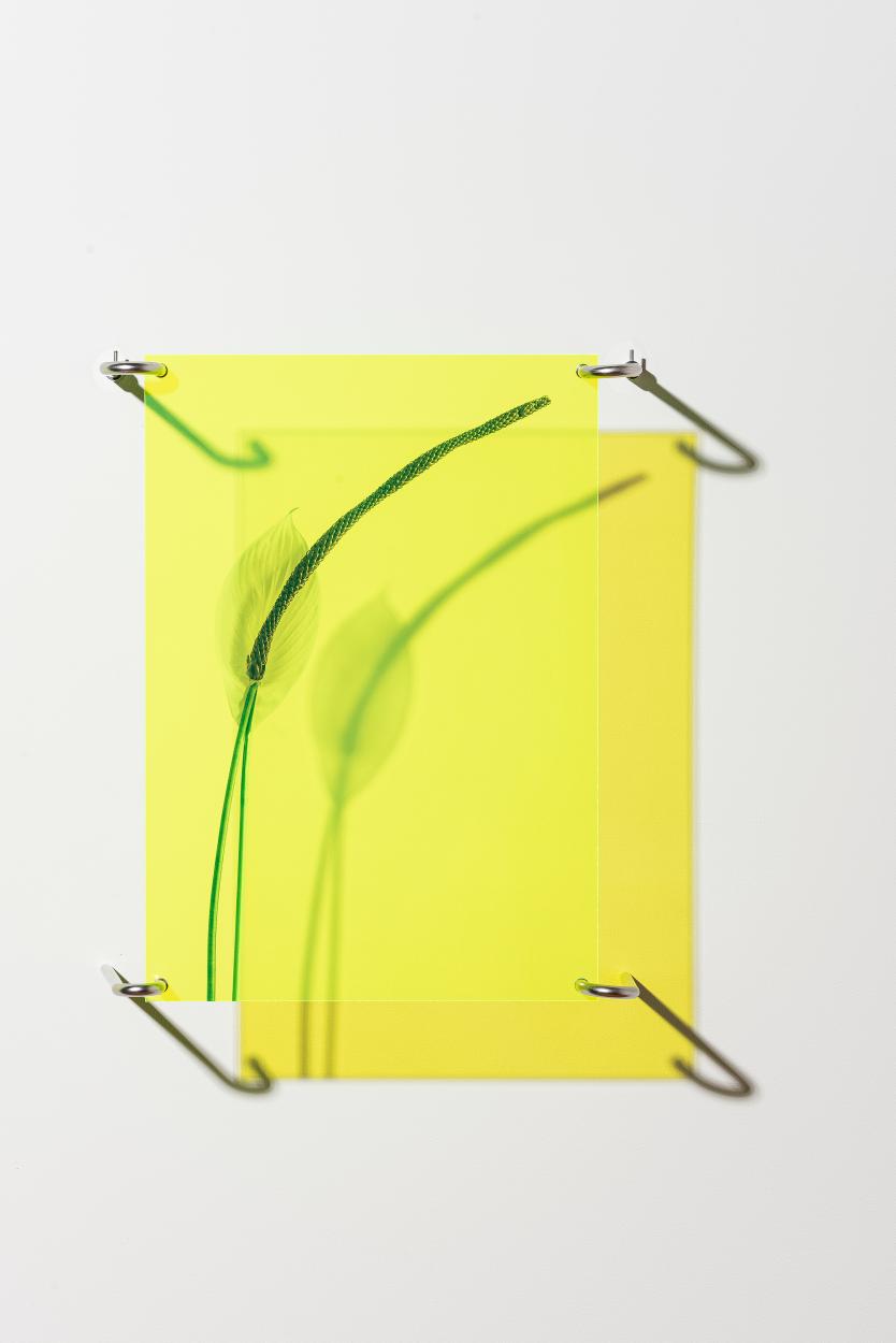 Dorottya Vekony, Extended Blooming no.4, Vinyl print on acryl, Edition of 3 plus 2 AP, DVE013, 2024-2025