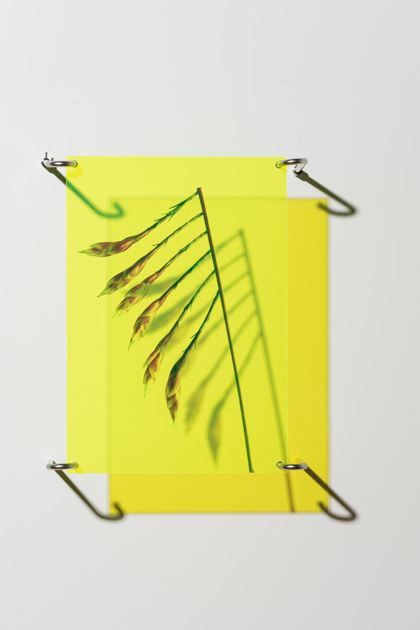 Dorottya Vekony, Extended Blooming no.6, Vinyl print on acryl,Edition of 3 plus 2 AP, DVE015, 2024-2025