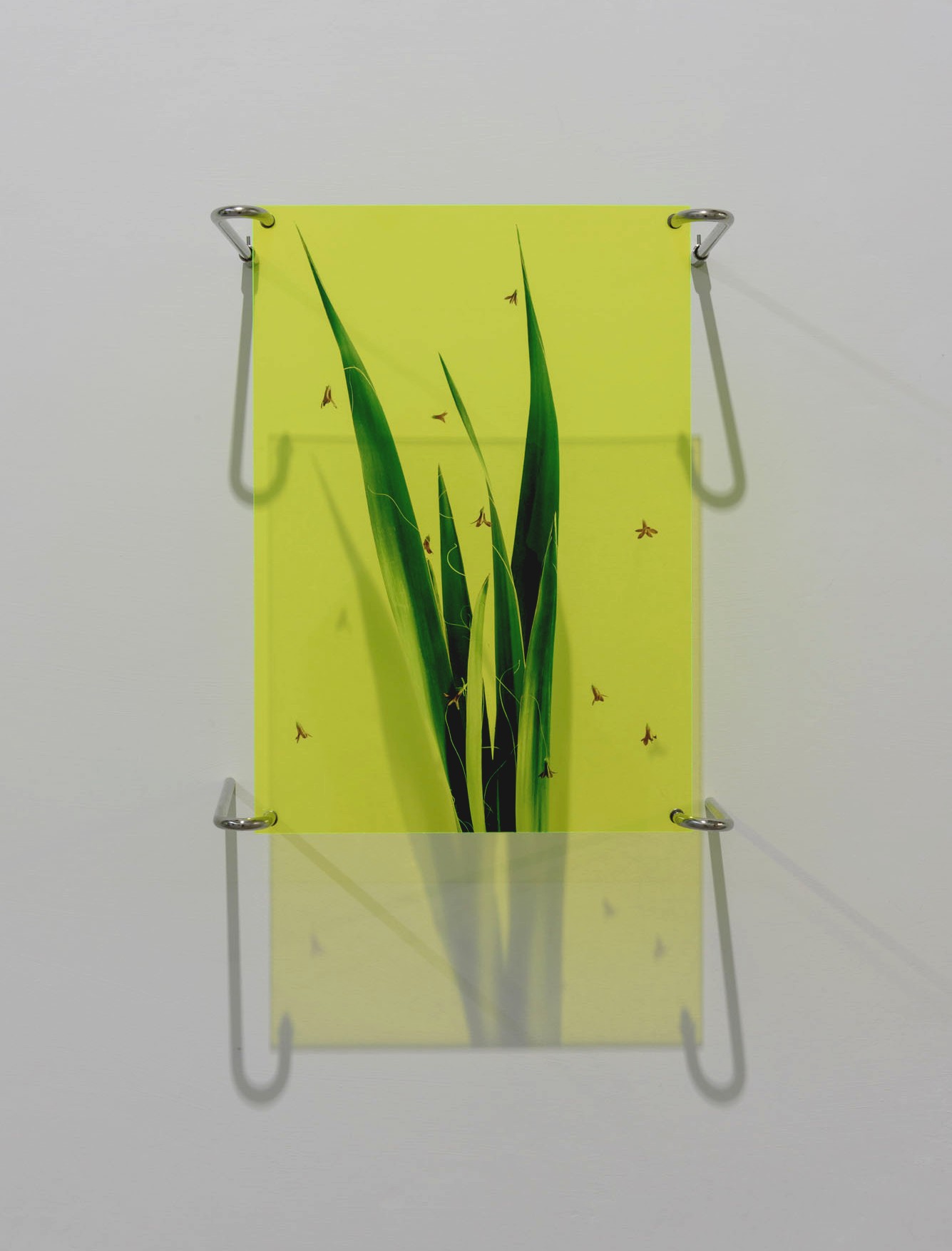 Dorottya Vekony, Extended Blooming no.7, Vinyl print on acryl, Edition of 3 plus 2 AP, DVE016, 2024-2025